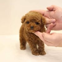 Toy Poodle Puppies for sale in Kingston, OK 73439, USA. price: NA