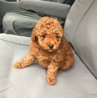 Toy Poodle Puppies for sale in Kingston, OK 73439, USA. price: NA