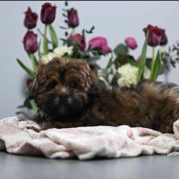 Toy Poodle Puppies for sale in Baltic, OH 43804, USA. price: NA