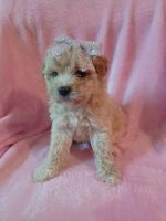 Toy Poodle Puppies for sale in Stockton, CA, USA. price: NA