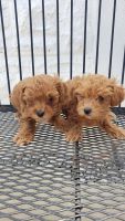 Toy Poodle Puppies for sale in Miami, FL, USA. price: NA