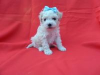 Toy Poodle Puppies for sale in Hacienda Heights, CA, USA. price: NA