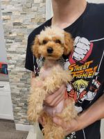 Toy Poodle Puppies for sale in Eastvale, CA, USA. price: NA