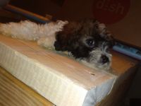 Toy Poodle Puppies for sale in Burna, KY 42028, USA. price: NA