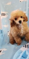 Toy Poodle Puppies for sale in Panama City, FL, USA. price: NA