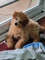 Toy Poodle Puppies for sale in Aurora, IN, USA. price: NA
