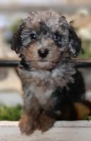 Toy Poodle Puppies for sale in Minford, OH 45653, USA. price: NA