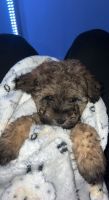Toy Poodle Puppies for sale in Mundelein, IL, USA. price: NA