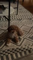 Toy Poodle Puppies for sale in Bergen County, NJ, USA. price: NA