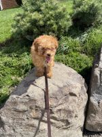 Toy Poodle Puppies for sale in Claymont, DE 19703, USA. price: NA