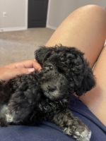 Toy Poodle Puppies for sale in San Antonio, TX 78256, USA. price: NA