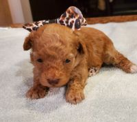 Toy Poodle Puppies for sale in Pearson, GA 31642, USA. price: NA
