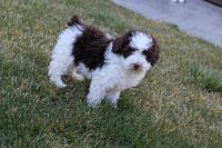 Toy Poodle Puppies for sale in Frederick, CO, USA. price: NA