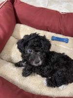 Toy Poodle Puppies for sale in San Antonio, TX 78256, USA. price: NA