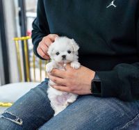 Toy Poodle Puppies for sale in Orange County, CA, USA. price: NA