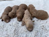 Toy Poodle Puppies for sale in Spartanburg, SC, USA. price: NA