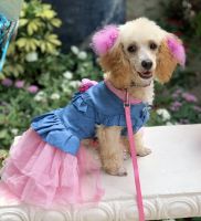 Toy Poodle Puppies for sale in West Palm Beach, FL, USA. price: NA