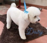 Toy Poodle Puppies for sale in Clovis, CA 93611, USA. price: NA