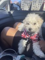 Toy Poodle Puppies for sale in Woonsocket, RI 02895, USA. price: NA