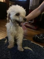 Toy Poodle Puppies for sale in 56007 S Newton Ave, Albert Lea, MN 56007, USA. price: NA