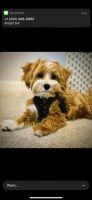 Toy Poodle Puppies for sale in Washington, DC, USA. price: NA