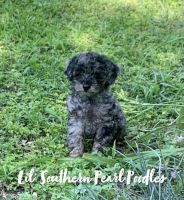 Toy Poodle Puppies for sale in Magnolia, TX, USA. price: NA