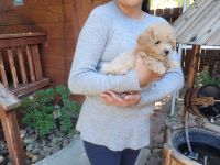 Toy Poodle Puppies for sale in Turlock, CA, USA. price: NA