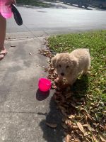 Toy Poodle Puppies for sale in Clearwater Beach, Clearwater, FL, USA. price: NA