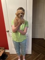 Toy Poodle Puppies for sale in Pontotoc, MS 38863, USA. price: NA