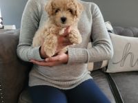 Toy Poodle Puppies Photos