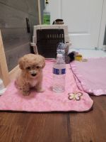Toy Poodle Puppies for sale in Turlock, CA, USA. price: NA