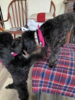 Toy Poodle Puppies for sale in Gastonia, NC, USA. price: NA
