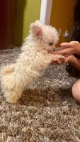 Toy Poodle Puppies for sale in Kernersville, NC 27284, USA. price: NA