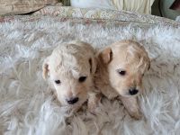 Toy Poodle Puppies for sale in Henderson, NV 89052, USA. price: NA