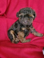 Toy Poodle Puppies for sale in Greeneville, TN, USA. price: NA