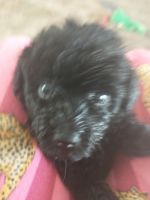 Toy Poodle Puppies for sale in Laurens County, SC, USA. price: NA