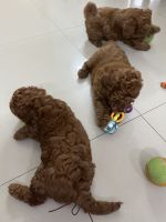Toy Poodle Puppies for sale in Moti Nagar, DLE Industrial Area, Kirti Nagar, Delhi, 110015, India. price: 60000 INR