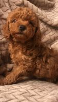 Toy Poodle Puppies for sale in Bakersfield, CA 93306, USA. price: NA