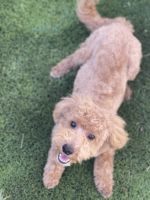 Toy Poodle Puppies for sale in Las Vegas, NV 89128, USA. price: NA