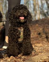 Toy Poodle Puppies for sale in Las Vegas, NV 89128, USA. price: NA