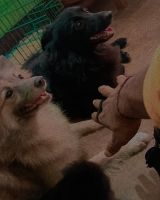 Toy Poodle Puppies for sale in Muzaffarpur, Bihar, India. price: 20000 INR