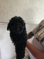 Toy Poodle Puppies for sale in Sarai Kale Khan, New Delhi, Delhi, India. price: 27000 INR