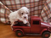 Toy Poodle Puppies for sale in Kalamazoo, MI, USA. price: NA