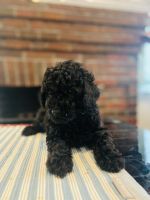 Toy Poodle Puppies for sale in Worcester, MA, USA. price: NA