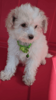 Toy Poodle Puppies for sale in Whittier, CA, USA. price: NA