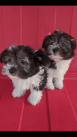 Toy Poodle Puppies for sale in Whittier, CA, USA. price: NA