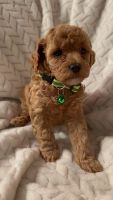 Toy Poodle Puppies for sale in Bakersfield, CA 93306, USA. price: NA