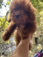 Toy Poodle Puppies for sale in New Delhi, Delhi, India. price: 70 INR