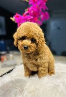 Toy Poodle Puppies for sale in Sanford, FL, USA. price: NA