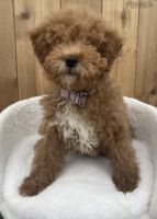 Toy Poodle Puppies for sale in Hamtramck, MI, USA. price: NA